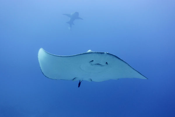 Black spottet stingray (with nurse shark), Maldives