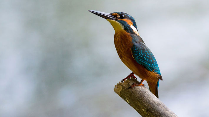 Eisvögel sieht man mit ein bißchen Glück auch in Regensburg, Foto: www.pixabay.com