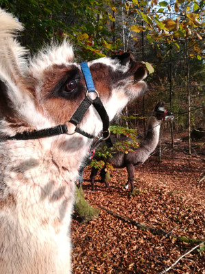 Belinda schmeckt das Herbstlaub