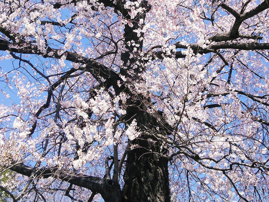 Edohigan SakuraTakao Sakura Park