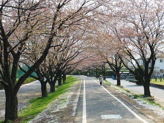 入間川自転車道の桜のトンネル(葉桜になっていました)