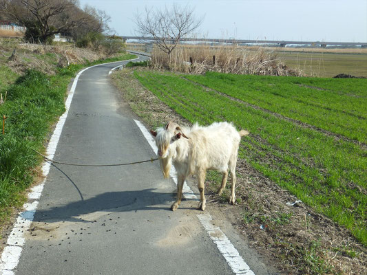 一時的に通行止め