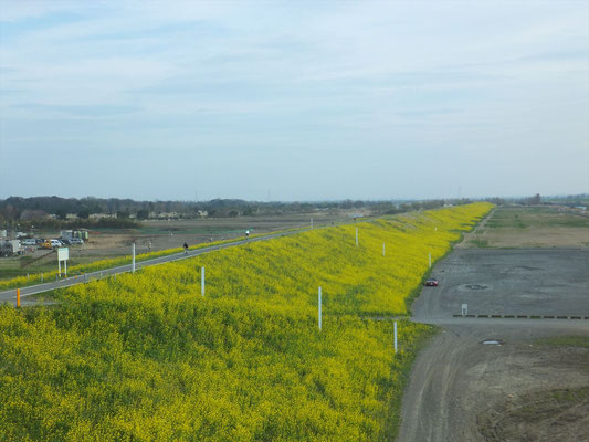 黄色の荒川の土手はずっと先まで続いています。