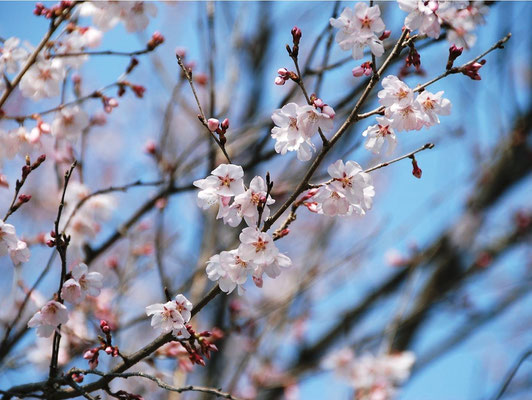 Okame Sakura (オカメサクラ)