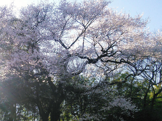 Edohigan Sakura@Kinamoto Nature Park