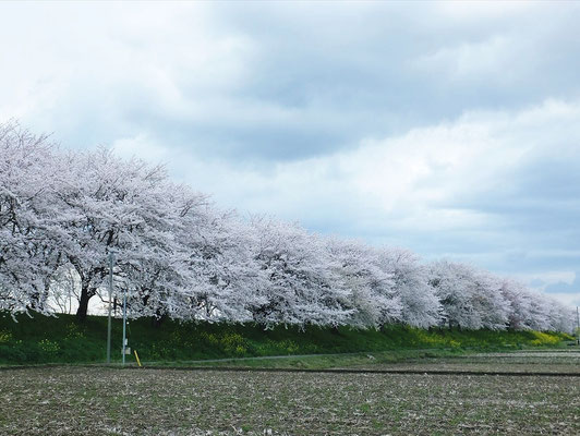 吉見町の桜堤公園(1.8キロメートルの桜並木)