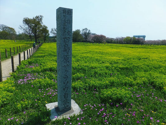 田島ヶ原サクラソウ自生地の碑