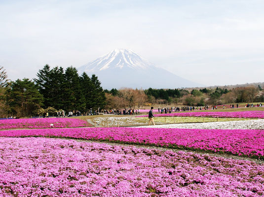 From Moss Pink Park near Lake Motosu