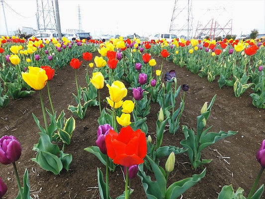 鴻巣市チューリップまつり会場