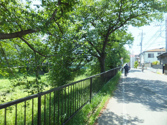 川越市仙波付近の新河岸川の桜並木