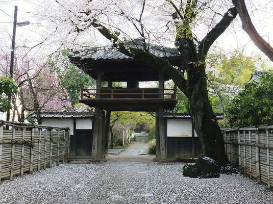 中院の鐘楼の上の桜はほぼ散っていました