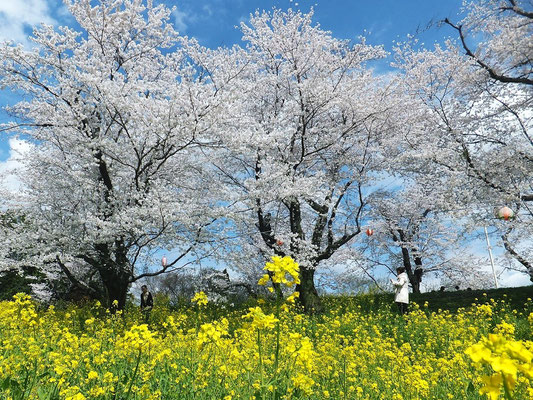 北本市の城ヶ谷堤(自然観察公園付近)