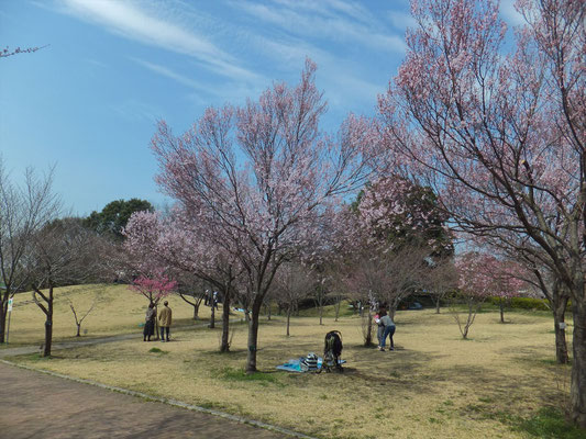 高尾さくら公園の江戸彼岸桜も満開でした