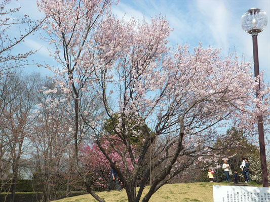 高尾さくら公園の貞山さくらも満開でした