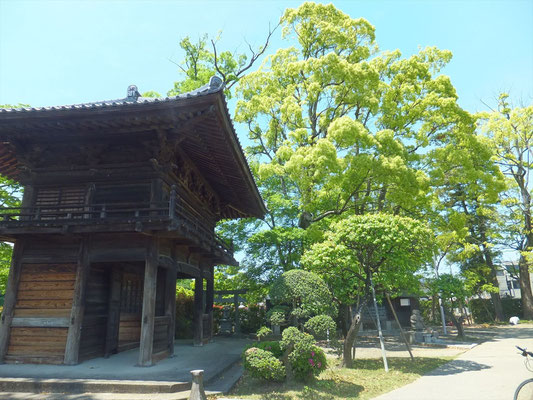 蓮光寺山門の横の巨大な木