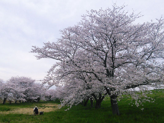 鳥羽井沼自然公園(川島町)