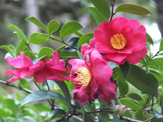 Camellia