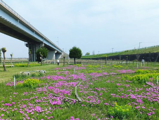 治水橋の下の錦乃原櫻草園2