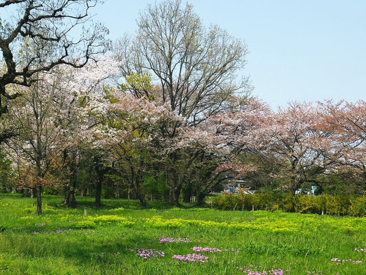 桜、野うるし、桜草のセット写真