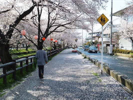 川沿いの道も桜の花びらで覆われる