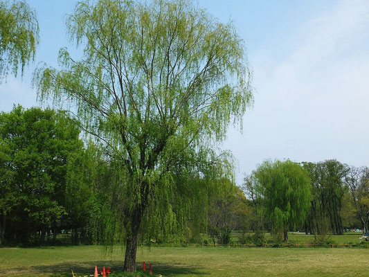 秋ヶ瀬公園の新緑の柳