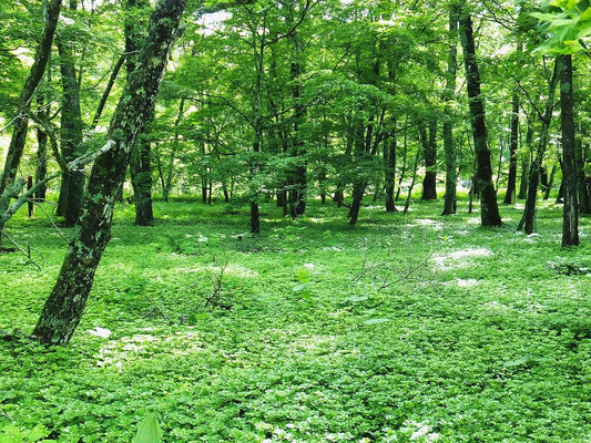 Deep Foreset near Chuzenji Lake