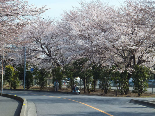 北里病院前の桜