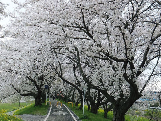 桜堤公園の自転車道