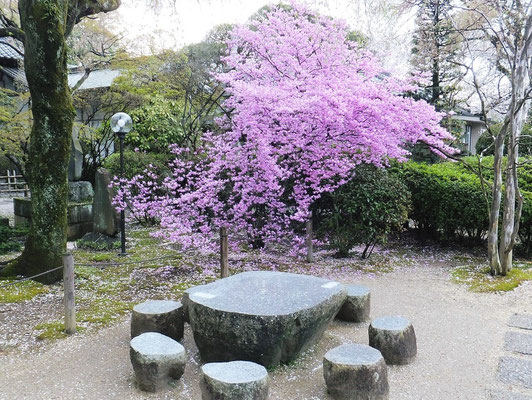 中院での鮮やかな花(名前不明)