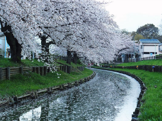 土砂降りで桜の花もだいぶ落ちたのか?