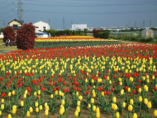 鴻巣市チューリップまつり会場