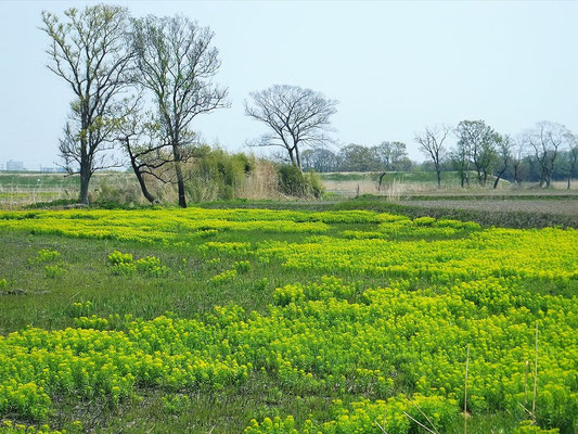 荒川自転車道の脇の野うるしの群生地