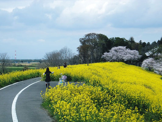 荒川堤防の菜の花
