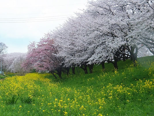 菜の花と桜のコラボレーション
