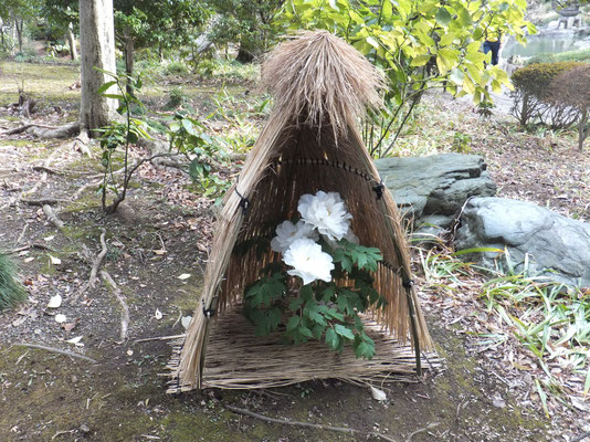 White Peony under Straw Shelter