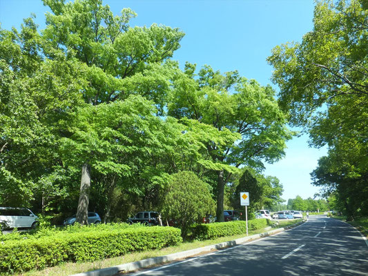 秋ヶ瀬公園