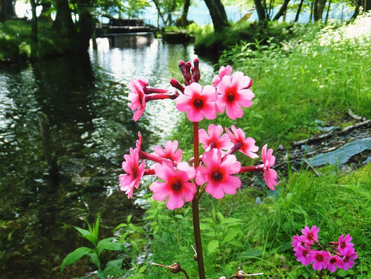 Japanese Primrose