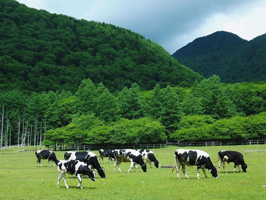 "Kotoku" Dairy Farm near "Senjo-ga-hara"