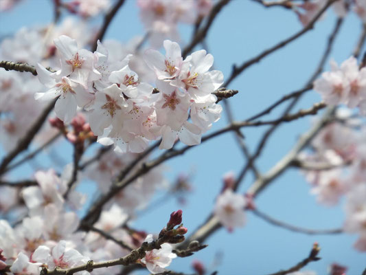 Syozan Sakura (ショウザンサクラ)