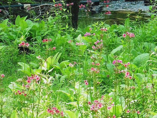 Japanese Primrose