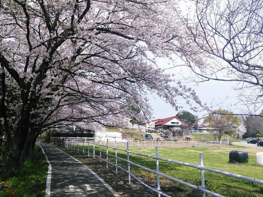 榎本牧場(上尾市)