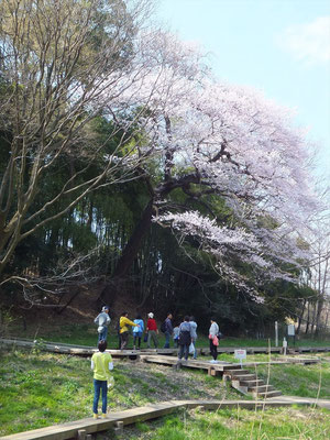 北本自然観察公園内の大きな江戸彼岸桜(29メートル高)