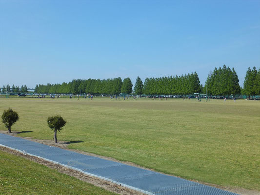 新緑のポプラ並木
