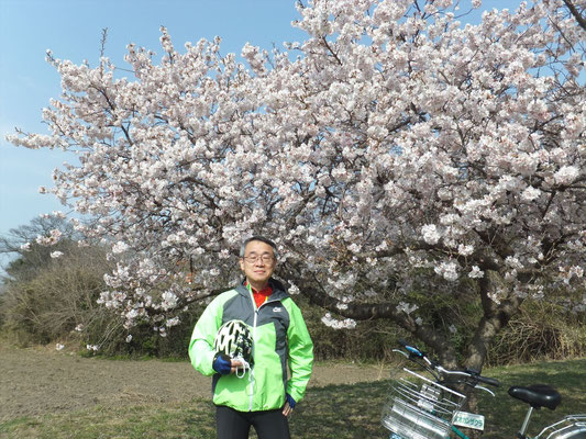 Okan Sakura (オオカンサクラ)