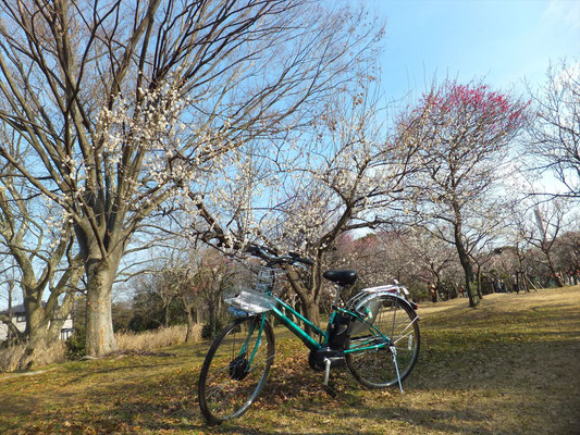 Omiya 2nd Park