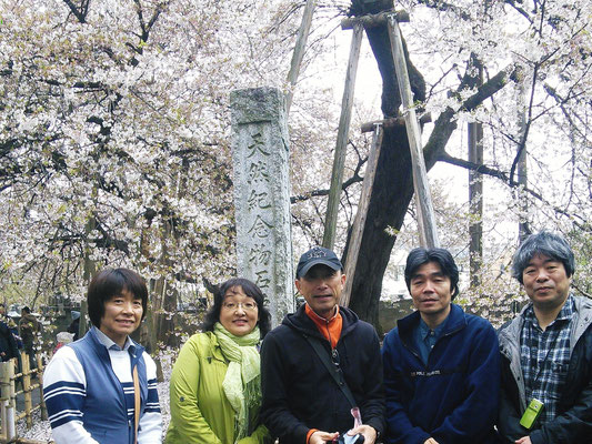 800 year old sakura (Kabasakura), Kitamoto