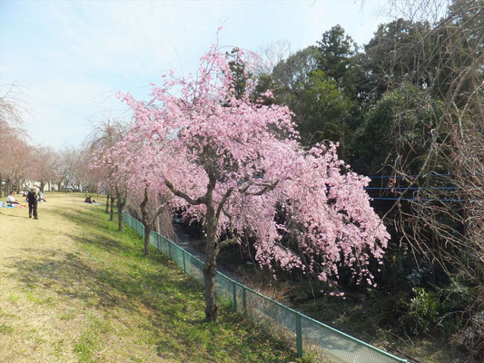 高尾さくら公園のしだれ桜も満開でした