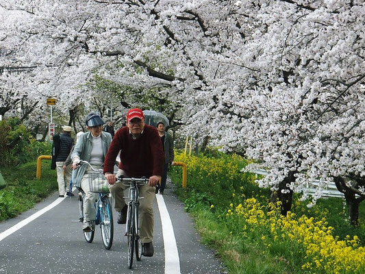 桜並木でのチャリデート!