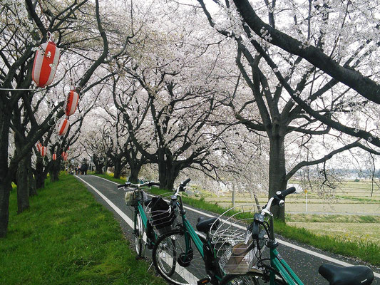 さくら堤公園(吉見町)