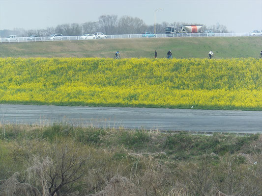 荒川の堤防は黄色一色
